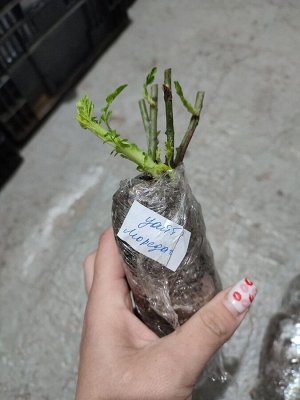Роза уайт морсдаг/спрей