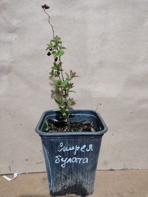 Спирея Булата, саженец