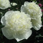 Пион Дюшс de Nemours корень