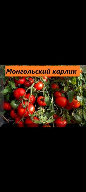 Монгольский карлик розовый 5шт