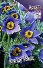 ПРОСТРЕЛ ВИОЛЕТ БЕЛЛЗ ( VIOLET BELLS) многолетник I