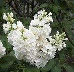 Сирень обыкновенная Мадам Флорен Степман