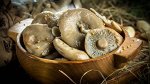 Грибы липовки солёные