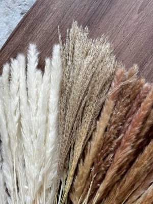 Для дома Сухоцветы для декора