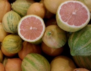 Цветочный дворик Лимон Эврика  (Альба) Вариегатный