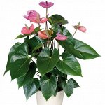 Антуриум андрианум Кавалли Пурпл, комнатные цветы