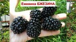 Ежевика Бжезина