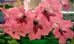 р_ Passion Pink