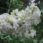 Сирень обыкновенная Сувенир Алисы Хардинг