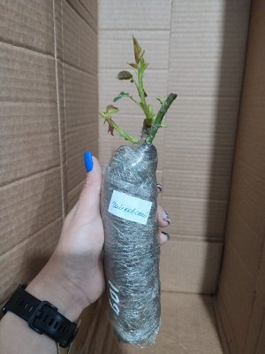 Роза Чайковский