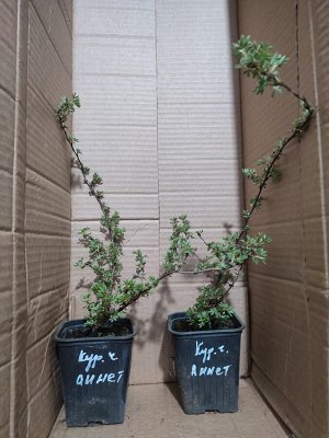 Курильский чай Аннет, саженец