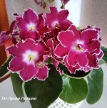 Фиалка SV-Луиза-Полина