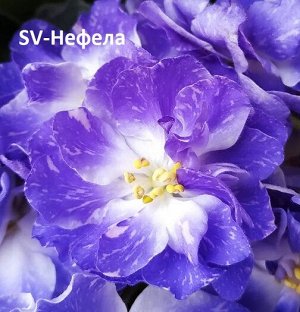 Фиалка SV-Нефела