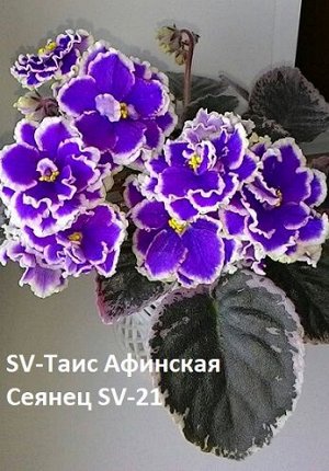 Фиалка SV-Таис Афинская