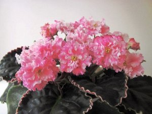 ЛЕ - Эстерхази