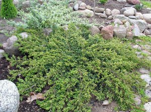 Можжевельник Juniperus comm. RAPANDA