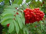 Рябина красная однолетний саженец