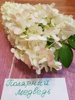 Гортензия Полярный медведь однолетний саженец ЗКС