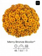 Хризантема Merry Bronze Bicolor