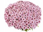 Хризантема Podium Pink Bicolor