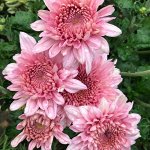 Хризантема Gompie Pink