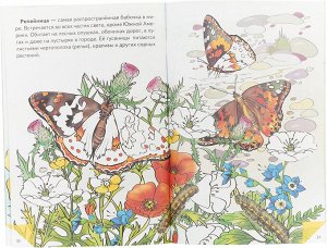 Суперраскраска Самые красивые бабочки с заданиями