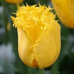 Тюльпан бахромчатый Кристал Стар