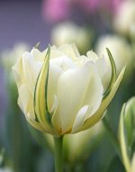 Тюльпан гибрид фостера Экзотик Эмперор