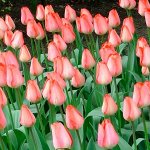 Тюльпан дарвинов гибрид Биг Чиф