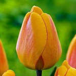 Тюльпан дарвинов гибрид Блашинг Апельдорн