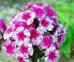 Флокс метельчатый Старый Маяк