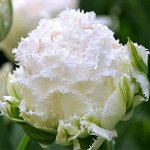 Тюльпан махровый бахромчатый Сноу Кристал