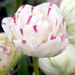 Тюльпан махровый поздний Денслэйн 5шт