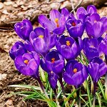 Крокус крупноцветковый Флауэр Рекорд