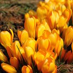 Крокус ботанический Голден Йеллоу