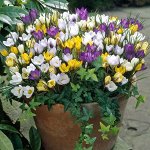 Крокус ботанический микс