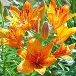 Лилия азиатская Инчантмент