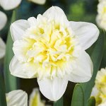 Нарцисс махровый Айс Кинг