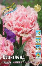 Тюльпан Куинсленд 11/+ 2шт (Колорлайн)