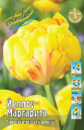 Тюльпан Йеллоу Маргарита 11/12 3шт (Колорлайн)