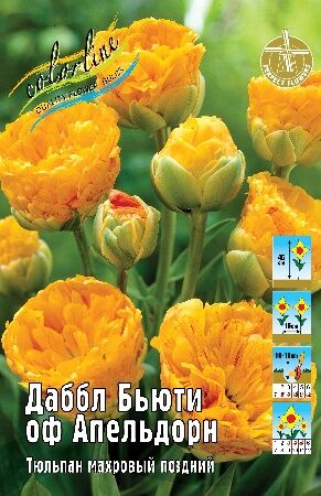 Тюльпан Даббл Бьюти оф Апельдорн 11/12 3шт (Колорлайн)