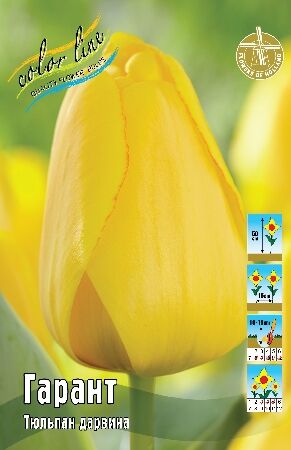 Луковичные королайн! Предоплата 50% — Тюльпаны дарвиновские (tulips darwin hybrid)