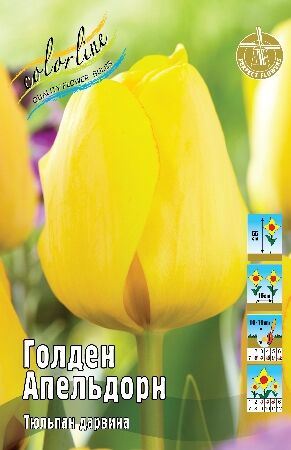 Тюльпан Голден Апельдорн 10/11 3шт (Колорлайн)