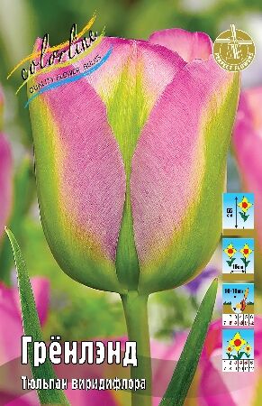 Тюльпан Гренлэнд 12/+ 7шт (Колорлайн)