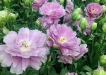 Тюльпан многоцветковый Вайолет Прана