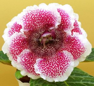 Глоксиния Новинка 2018г. Белый цветок (10см) в красный горошек, с волнистыми краями лепестков. Компактный сорт с обильным цветением.
