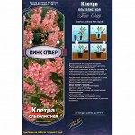 Клетра Пинк Спаер ольх.(Колорлайн) 1шт (коробка Р9) цветки розовые,кремовые в центре -34