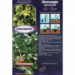 Пахизандра Грин Карпет (Колорлайн) 1шт (коробка Р9) Карликовый неприхотливый кустарник,-29С