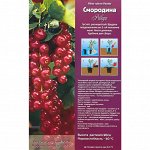 Смородина Ровада красная (Колорлайн) 1шт (коробка Р9) -40С