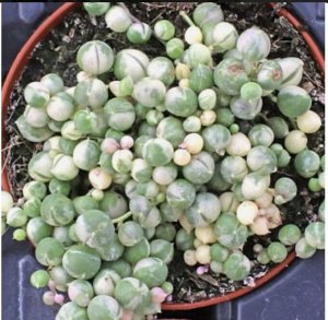Крестовник Роули вариегатный. Senecio rowleyanus var.